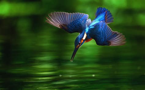 232 Birds Kingfishershd Wallpapers Background Images