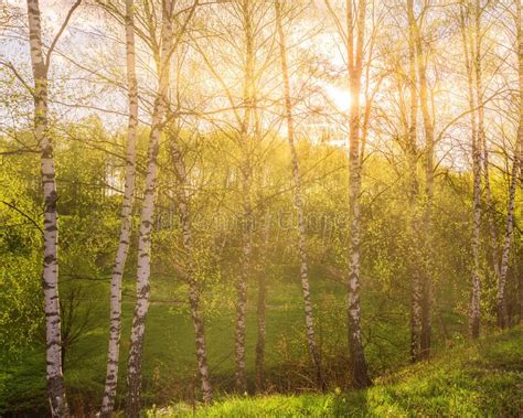 Sunrise Or Sunset In A Spring Birch Grove With Young Green Foliage And