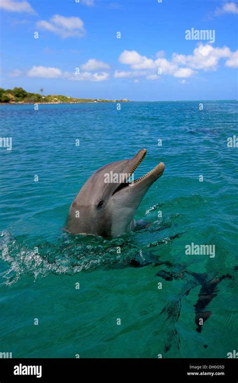 Common Bottlenose Dolphin Tursiops Truncatus Captive Roatán Bay