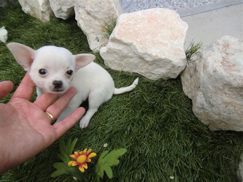 White Chihuahua Puppy My Doggy Rocks