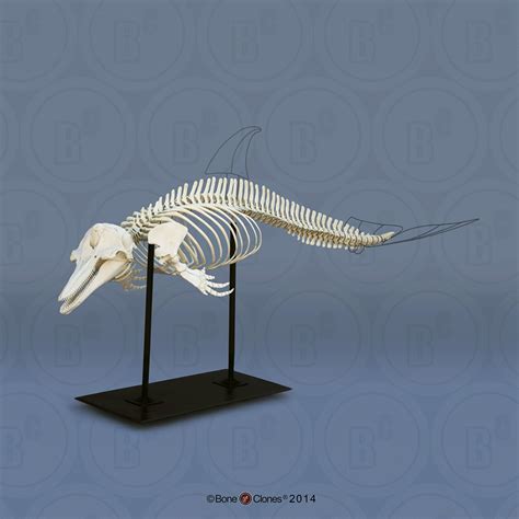 Dolphin Skeletal Anatomy