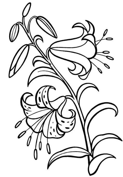 Lily Flower Coloring Pages PDF to Print - Free Coloring Sheets | Flower