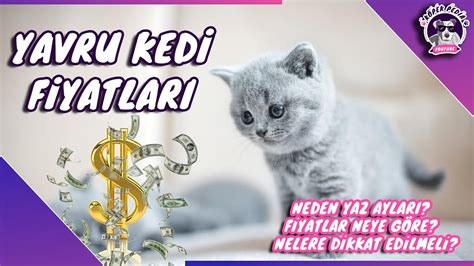 Yavru Kedi Fiyatları Yavru Kedİ En Ucuz Ne Zaman Alinir Youtube