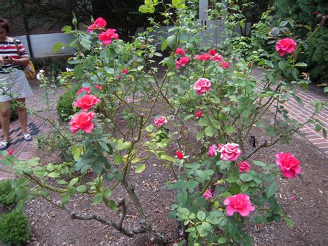 A Rose Bush Has Its Thorns By Aoarashi On Deviantart