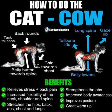 The Cat Cow Pose Exercise Guide