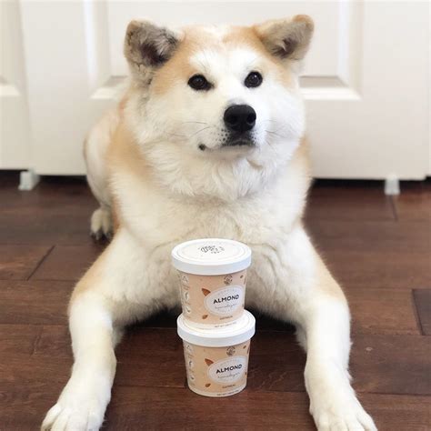 Doge X Mylk Labs Oatmeal Toppings National Puppy Day Delicious