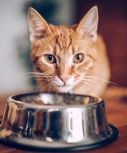 Ham is another popular processed meat product, especially around holidays like easter and christmas. What Can My Cat Not Eat? Toxic Food For Cats -cute animal ...