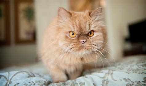 Persian cats are purebred and are expensive for that reason. Persian Cat Breed Information
