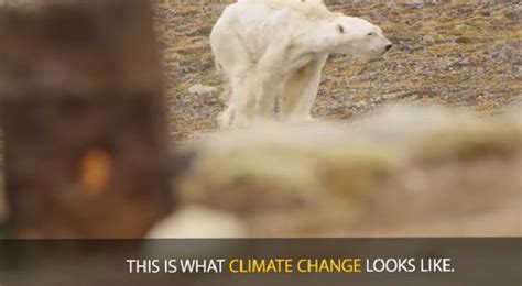 The Famous Polar Bear Climate Change Photo Was Distorted
