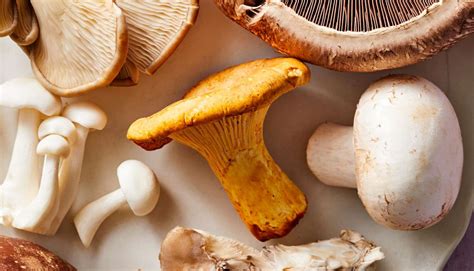 All The Types Of Mushrooms You Should Know Better Homes And Gardens