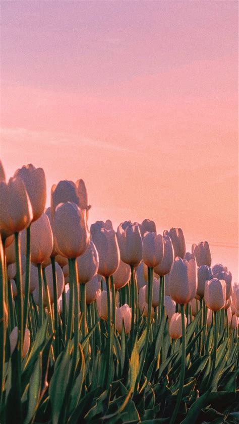 Unduh 72 Gratis Wallpaper Aesthetic Tulips Hd Terbaru Background Id