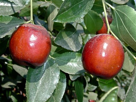 Jujube was domesticated in south asia by 9000 bc.19 over 400 cultivars have been selected. Li Jujube Tree | Specialty Fruits | Ison's Nursery & Vineyard