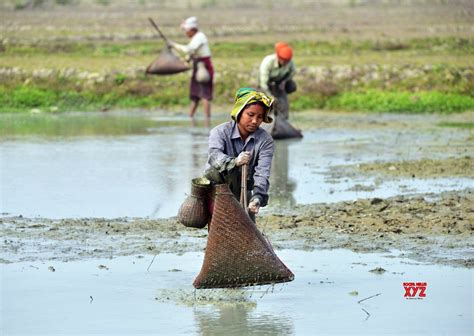 Nagaon Karbi Tribal Women Catch Fish In A Field With Traditional