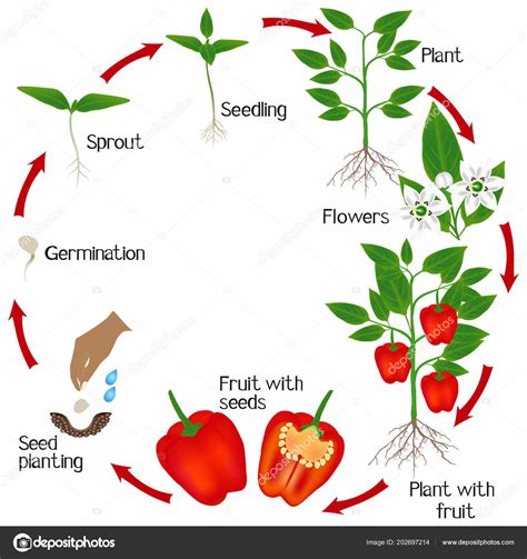 Stages Of Vegetable Plant Growth