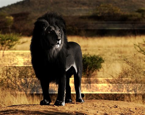 Top 100 Celular Imagenes De Leones Para Fondo De Pantalla Hd Abzlocalmx