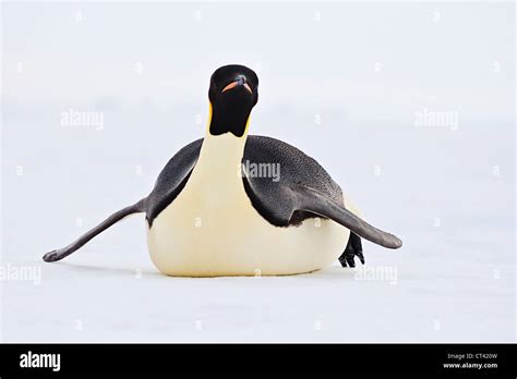 Emperor Penguin Sliding On Its Belly Stock Photo Alamy