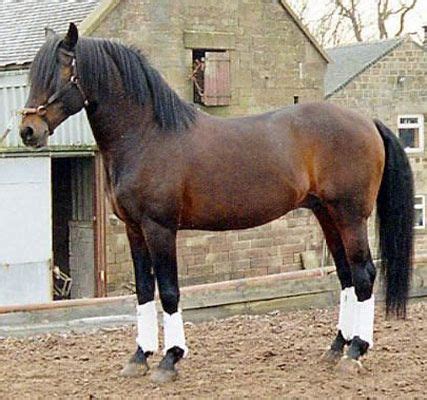 anglo kabarda horse breed information history  pictures