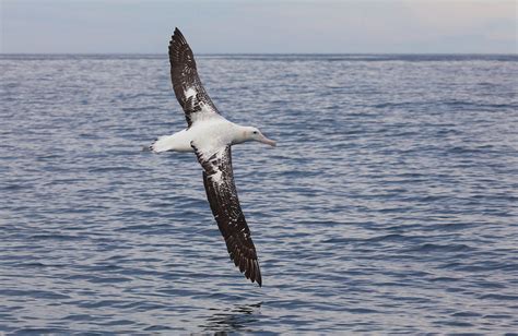 Albatross World Photography Image Galleries By Aike M Voelker