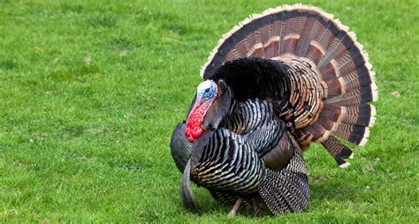 The centers for disease control and prevention (cdc. 7 Mistakes Beginner Turkey Hunters Make