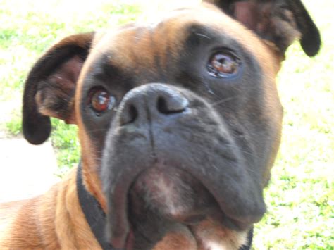 Boxer | GreatDogSite in 2020 | Dog ages, Boxer, Best dogs