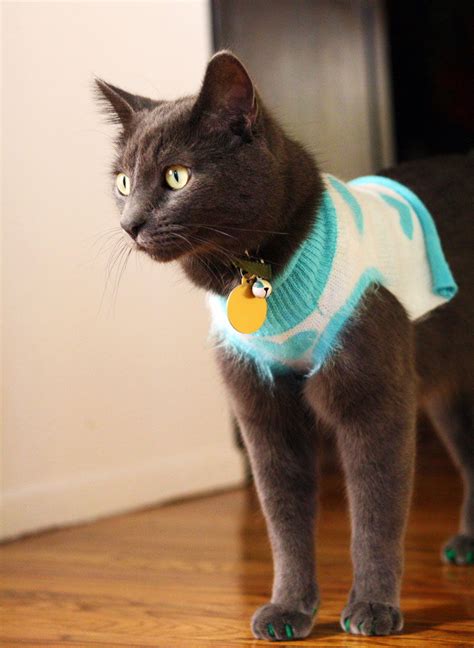 Cat & kittens wearing clothes. Are Clothes for Animals Stupid? If you have to Ask…