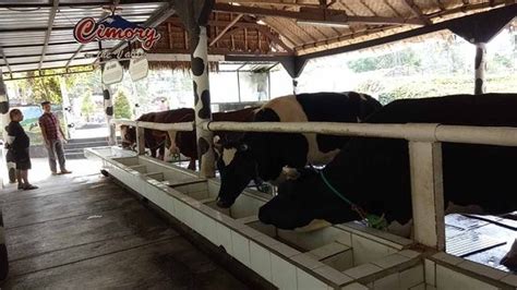 Mengenal Sapi Perah Friesian Holstein Di Cimory Bogor News And Articles