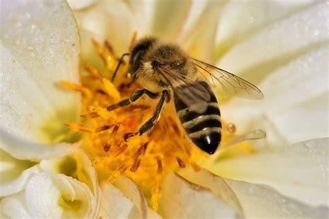 la abeja el insecto más importante del planeta representación agricultura yucatán gobierno