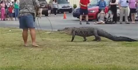 Lakeland Alligator Was Eating Human Body Part Update Dbtechno