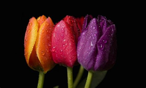 Tulipanes De Colores Imágenes Y Fotos