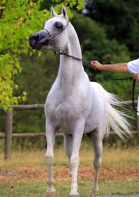 Pin By Kindred On Arabian Horse Beautiful Horses Horses Elegant Horse