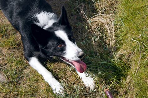 Cuánto tiempo viven los Border Collies Border Collie Guru