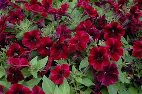 Favors, proposals, anniverseries, gifts, for corporate Sweetunia Johnny Flame Petunia (Petunia 'Sweetunia Johnny ...
