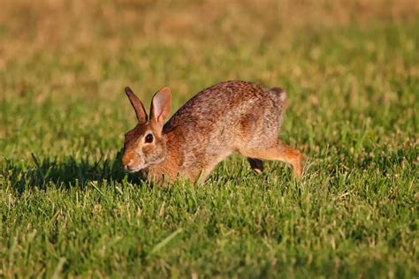 When Do Male Rabbits Start Spraying Vets Insight