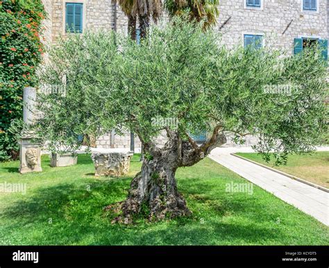 Old Olive Tree Stock Photo Alamy