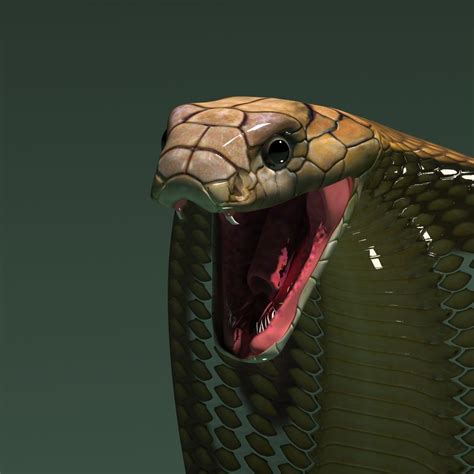 King Cobra Snake 3d Max