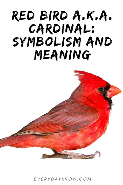 Red Bird Aka Cardinal Symbolism And Meaning Red Birds Cardinal