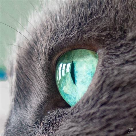 Divine Cats Eyes 💙 Cat Eyes Cateye Turquoise Pet Turquoise Eyes