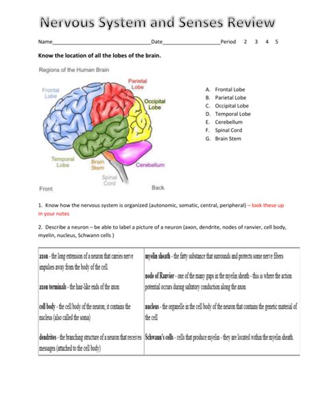 Nervous System Review Sheet Answers