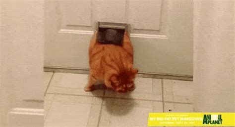 The cat is seeking the attention of a little girl. VIDEO Animal Planet's My Big Fat Pet Makeover to premiere ...