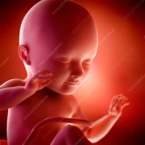 Human Fetus Age 30 Weeks Stock Image F0156669 Science Photo Library
