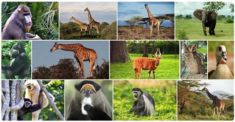 Top 112 Animal Life Of Equatorial Region