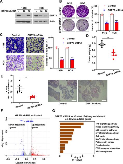 Grp78 Promotes Osteosarcoma Growth And Metastasis A Western Blot Assay