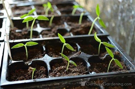 How To Grow Peppers From Seed Complete Guide Get Busy Gardening