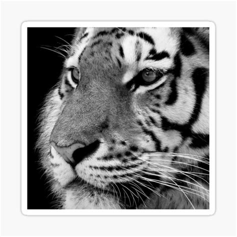 Tiger Face Sticker By Thula Redbubble