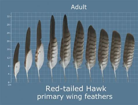 How To Identify Owl Feathers Best Guide On Recognizing Owl Feathers