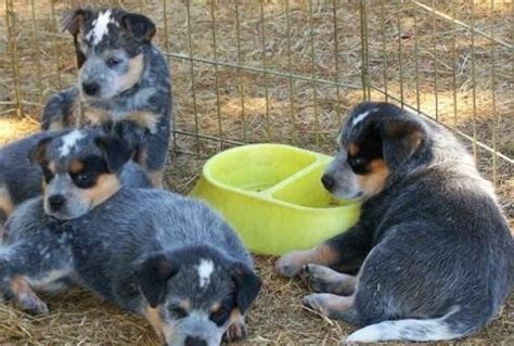 Advertise a pet for free. Australian Cattle Dog Puppies For Sale | Charlotte, NC #124325