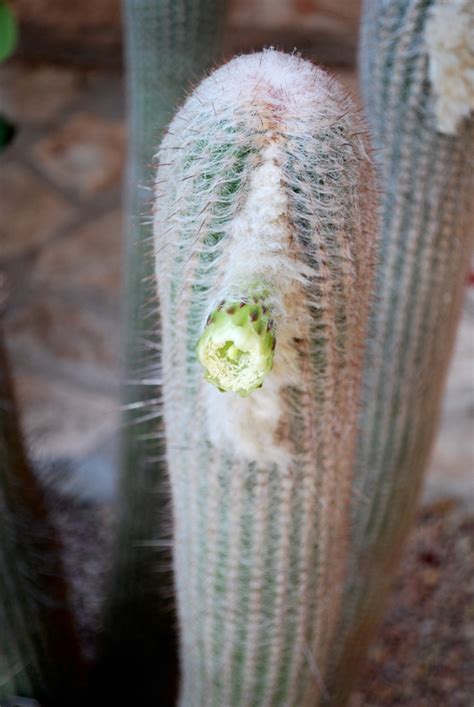Anything and everything about succulents, a.k.a. 1000+ images about Cactus on Pinterest | Canon, Succulents ...