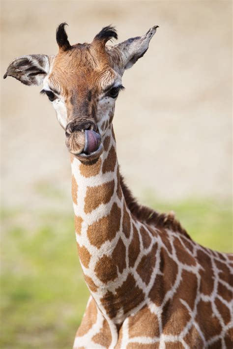 A Baby Giraffe Has Been Born At Dublin Zoo Spin1038