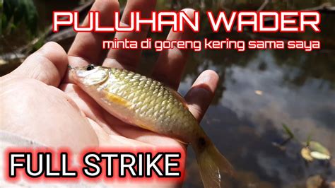 Mancing Ikan Wader Umpan Pelet Di Jamin Jitu Strike Berkali Kali