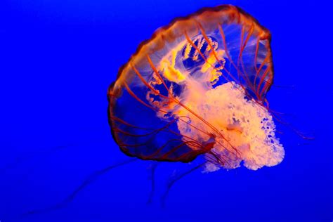 Pacific Sea Nettle Jellyfish Photograph By Soon Ming Tsang